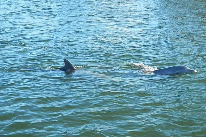 Dolphins swimming next to the boat.